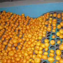 Fresco Qulality Baby Mandarina